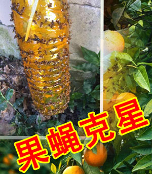实蝇针蜂诱粘剂配方